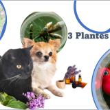 3 plantes