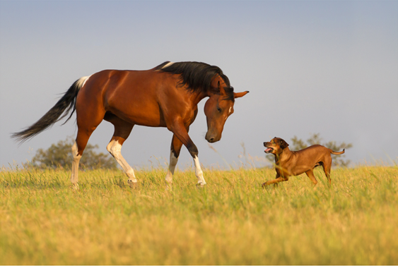 Cheval chien2