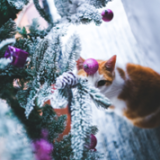 Chat noel 3