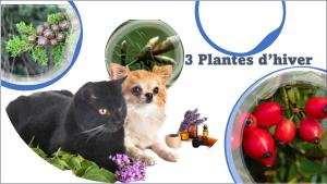 3 plantes