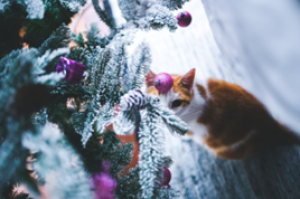 Chat noel 3