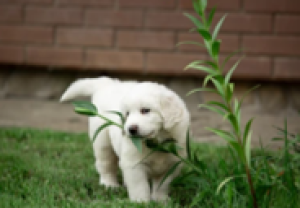 chien herbe