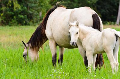 vecteezy white horse mare and foal in a grass 16735751